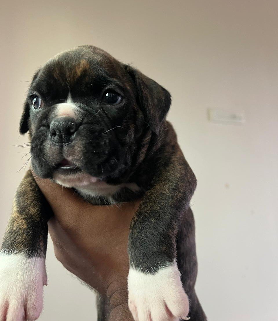 Buy Vaccinated  Boxer Puppy from  India